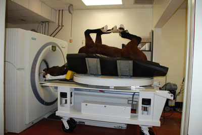 将马放在CAT扫描机内进行诊断和治疗