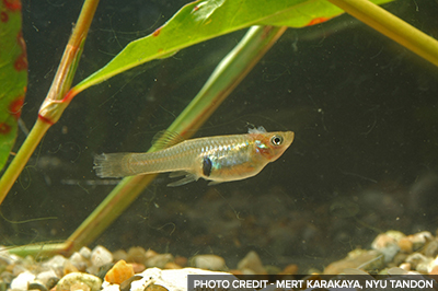 Robotic Fish Have the Potential of Reducing Invasive Freshwater Species